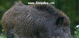 Ұi