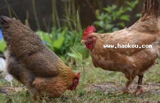 ɲu