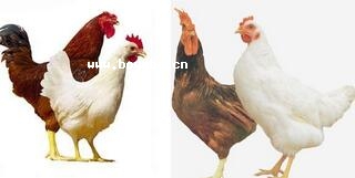 _u