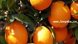 Ě