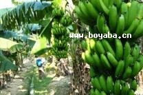 `ɽ㽶