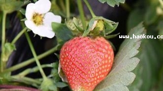 ꎲݮ