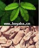 uצSB