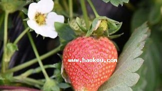 ޼fݮ