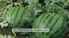鞳
