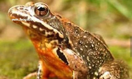 ЇܣRananchensinensis)