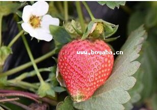 ǎݮ
