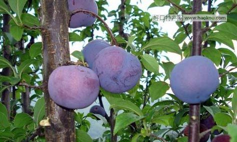 ޺ڌʯ