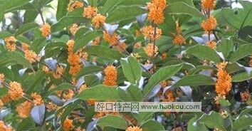 悺
