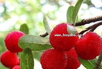 ᷗ÷