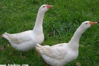 Ҹ
