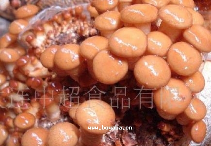 fӻӹ