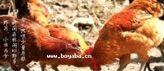 bu