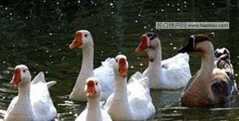 ӱZ