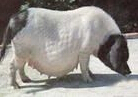Ϫ˴ɽĘĸi