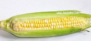 Mh