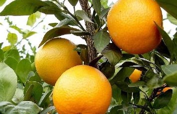 Sؕ