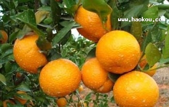 _ؕ