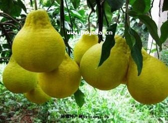ꖰ