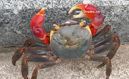 tAз