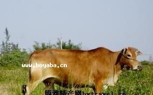 rţ