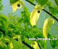 Їӻ