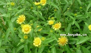 ië