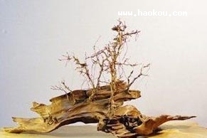 ꖸˇ