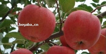 ҫݼtʿO