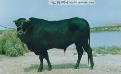 o馲ţ