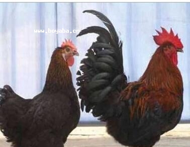 ˮu