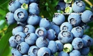 W{(ln)ݮ