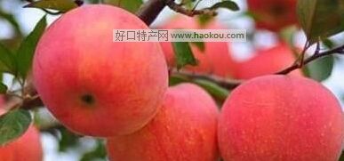 (qing)tʿO