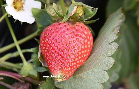 fӲݮ