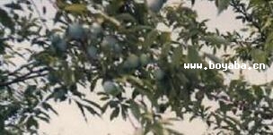 Ě