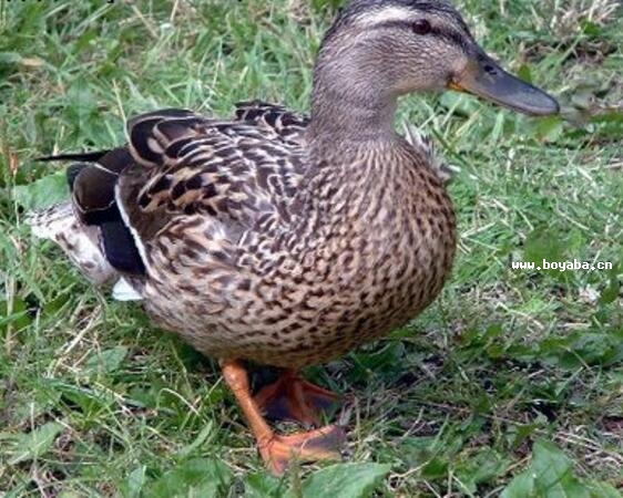 Ҧý