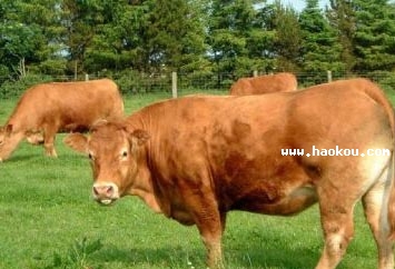 ASţ