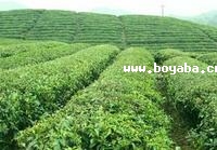 ־ϪG