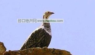 ѩu