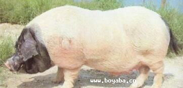 ͨi