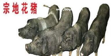 ڵػi