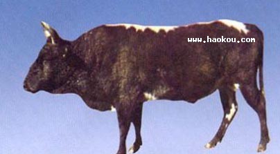ϑcSţ
