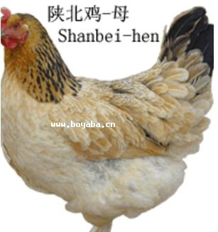 ꃱu