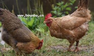 Դu