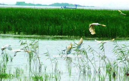 JȔ