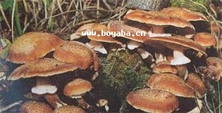 SĢ
