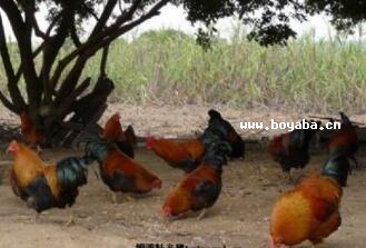 |Tu