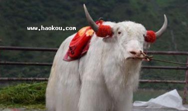 ţ