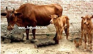 Sţ