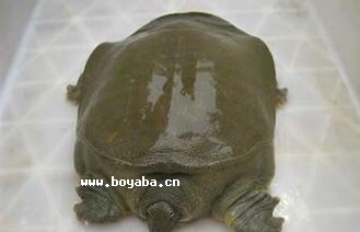 ݺ~(y)